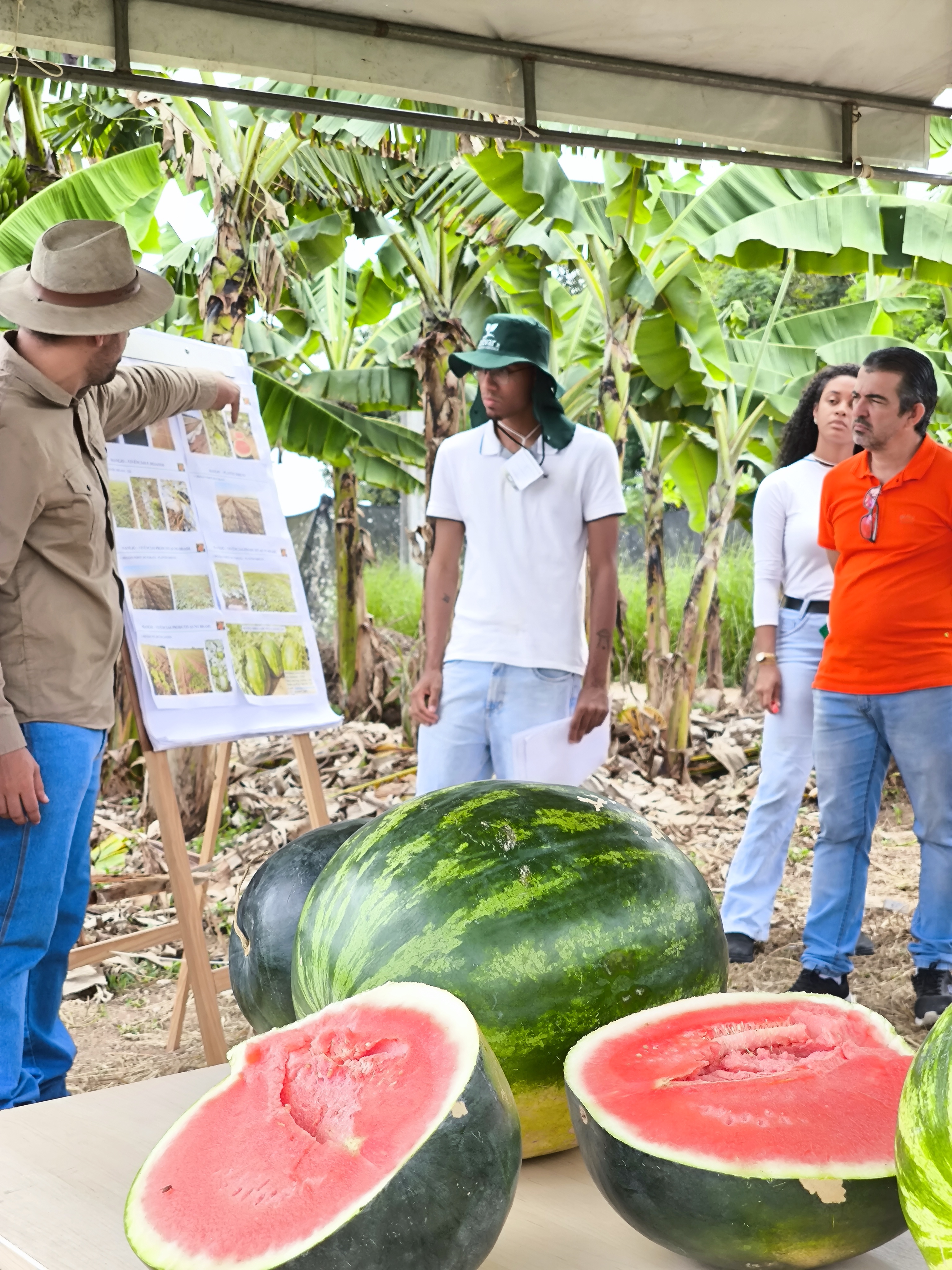 Dia de Campo sobre o Cultivo da Melancia