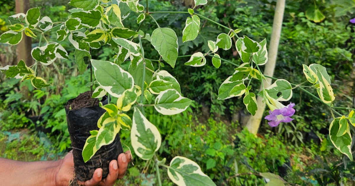 A imagem mostra uma planta com folhas verdes e bordas brancas, indicando que é uma planta variegada. A planta está sendo segurada por uma mão, e suas raízes estão envoltas em um saco plástico preto com terra. Ao fundo, há um ambiente de jardim com várias outras plantas e vegetação. Além disso, há uma flor roxa pendurada em um dos galhos da planta.