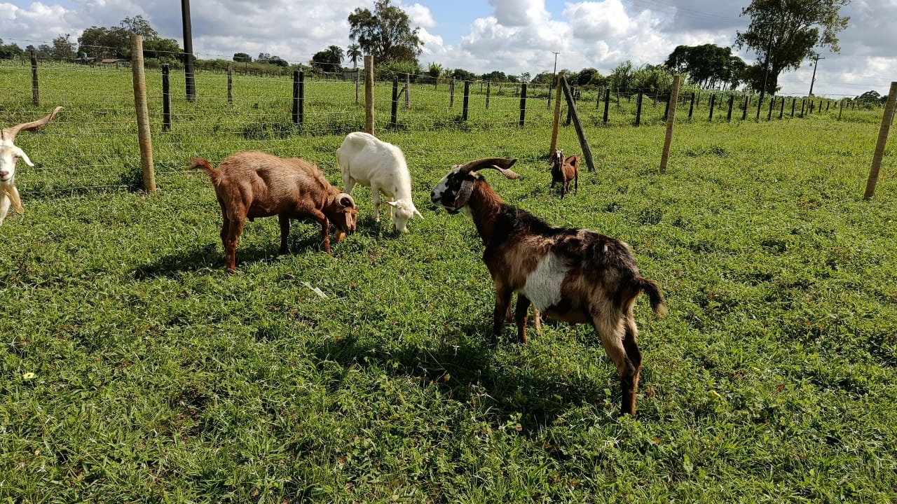 caprinos