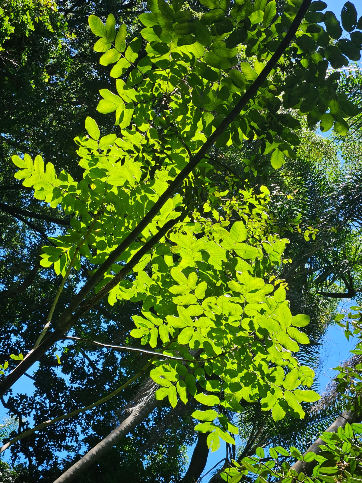 public vegetal