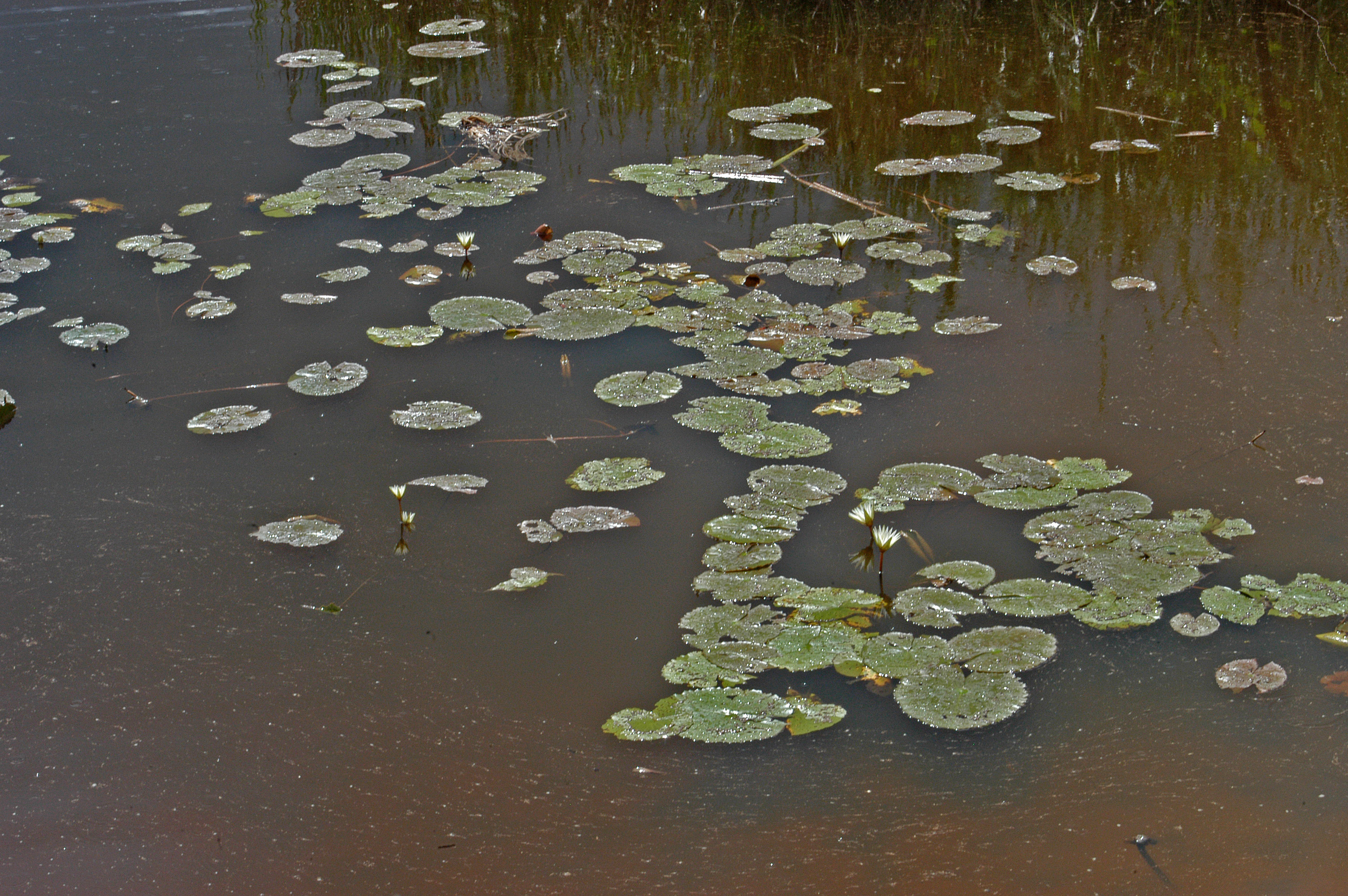 Lagoa em Muritiba (BA) - Herbário HURB